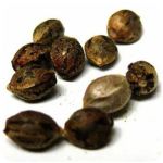 Семена марихуаны АК-47  (Seeds AK-47) в Дальнереченске
